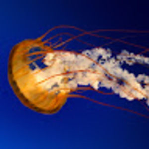 Meet your Posher, Kaylee